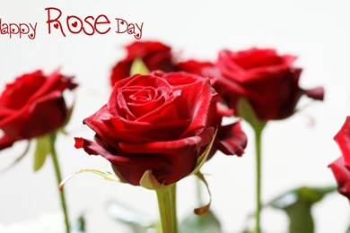 Happy Rose Day Red Rose Wallpapers