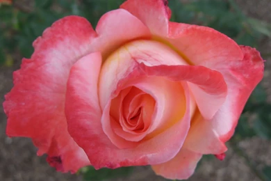 Rose Flower Wallpapers Download   HD Wallpapers And Pictures