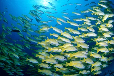 30 Sea Fish Wallpapers Pictures