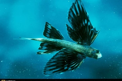 Flying Fish Wallpapers   Animals Town