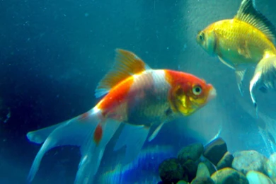 Download Beautiful Colourful Fish Wallpapers