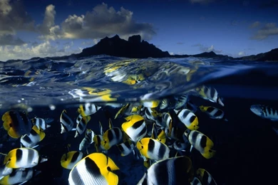 Butterfly Fish Wallpaper 2.jpg