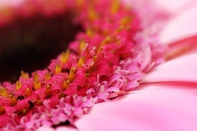 Download Petals Of The Flower Wallpapers For iPhone 4