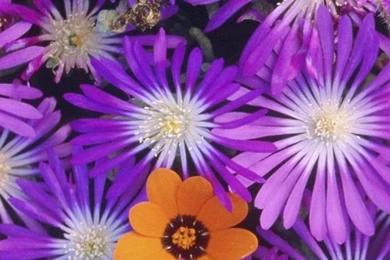 iPhone 4 Flower Wallpapers 10