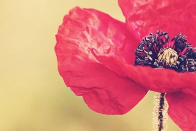 640x960 Red Poppy Flower Iphone 4 Wallpapers