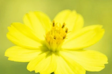 Macro Flower Iphone 4 Wallpapers Free 640x960 Hd Iphone Screensaver