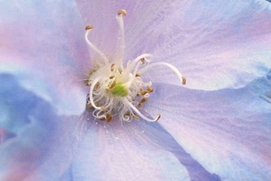 HD 640x960 Cute iPhone 4 Wallpapers Img 2