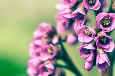 640x960 Purple Spring Flower Iphone 4 Wallpapers