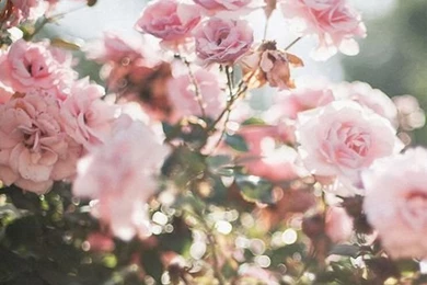 Love Photography Cute Happy Fashion Cool Indie Green Flower ...