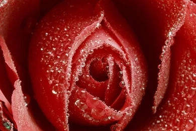 iPhone 4 Flower Wallpapers 05