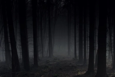 Top Wallpapers Grey Sky Woods Images For Pinterest