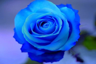 Flowers HD Wallpapers