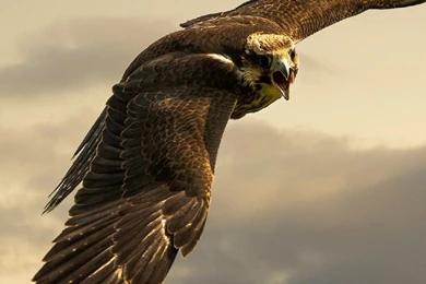 Eagle Free Iphone Wallpapers