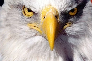 640x960 Eagle On Flag Iphone 4 Wallpapers