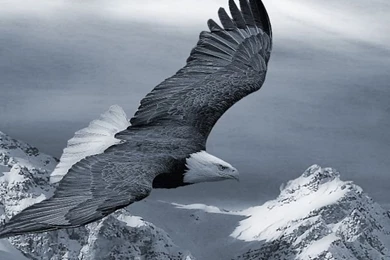 Download Wallpapers 640x960 Eagle, Mountain, Sky, Snow, Hills ...