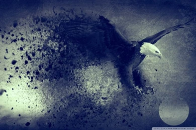Eagle For FREEDOM HD Desktop Wallpapers : Widescreen : High ...
