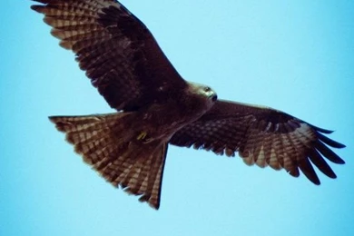 Eagles Wallpapers For Iphone