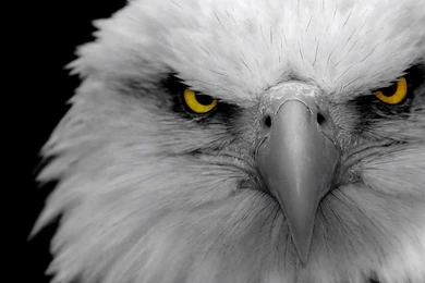 Eagle HD Animal Wallpapers
