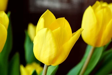 Yellow Tulips Wallpapers HD 1080p For Desktop