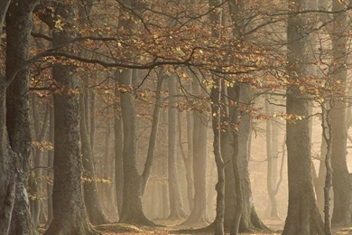 ARBROATH ANGUS SCOTLAND WALLPAPER   (