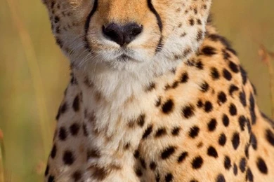 Cheetah Wallpapers For Phone Cheetah Portrait 1136×640