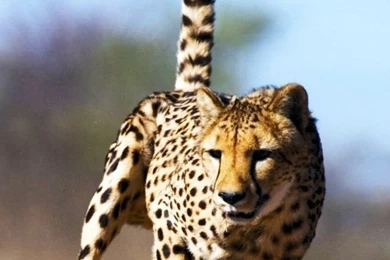 Cheetah Wallpapers For Phone 5012 Cheetah Iphone Hd Wallpapers 640 ...