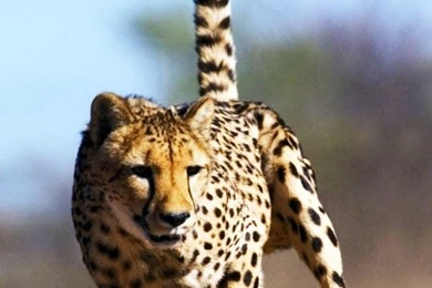Cheetah iphone 4 wallpaper free phone 4 wallpapers backgrounds.jpg