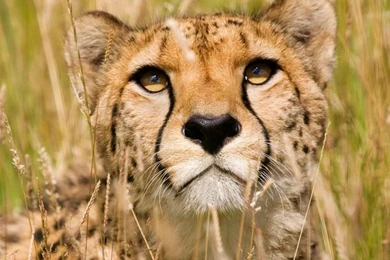 Cheetah, Face   Wallpapers – Yoyowall.com