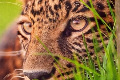 Cheetah Ambush Target iPhone Wallpapers