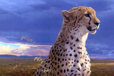 Cheetah Wallpapers
