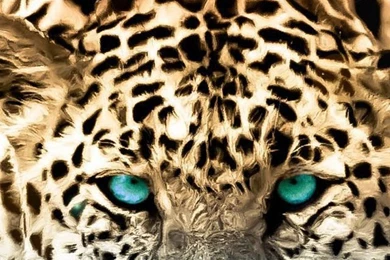 Leopard Green Eyes Wallpapers   Free iPhone Wallpapers