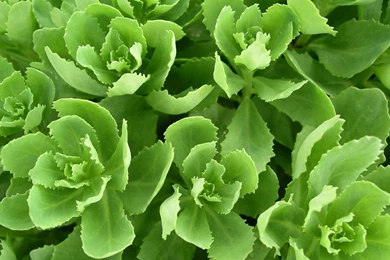 Wallpaper, Backgrounds, Computer, Nature, Grass, Widescreen ...