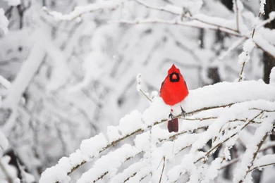 Cardinal In Snow Backgrounds   Wallpaper.