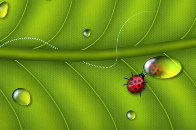 Free Laptop Wallpapers Download   Widescreen HD Wallpapers