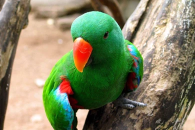 Free Download Wallpapers HD : Beautiful Parrot,colorful Parrot ...