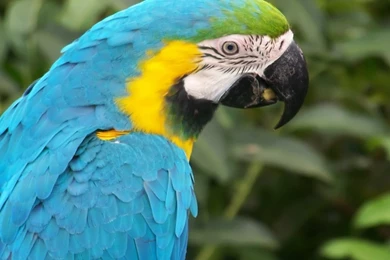 Free Download Wallpapers HD : Beautiful Parrot,colorful Parrot ...