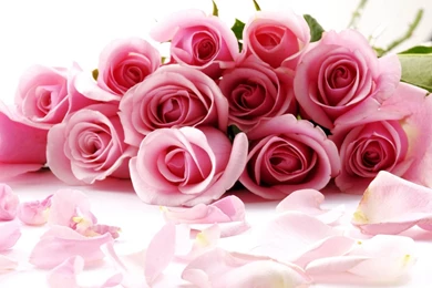 Wallpapers: Rose Wallpapers