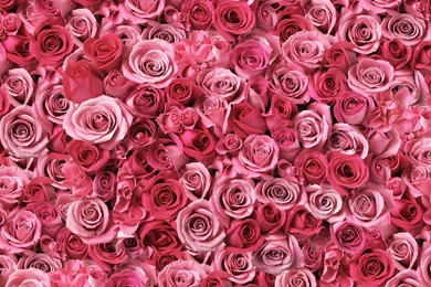 A Lot Of Pink Roses Desktop Wallpapers 28792
