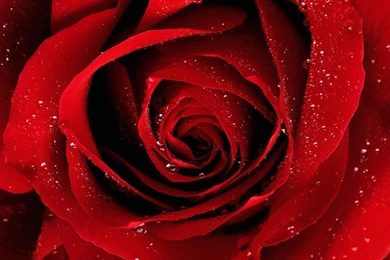 Free HD Red Rose Desktop Wallpapers 16001200