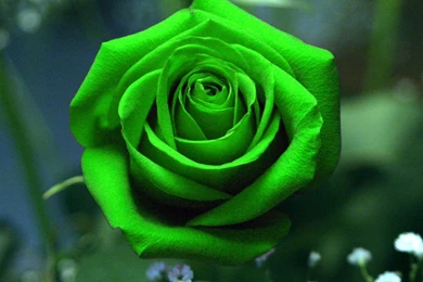 Flowers Wallpapers Archives   Page 4 Of 15   Free Desktop ...