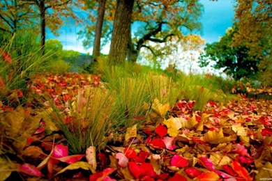 HD Wallpapers 1080p Nature Autumn