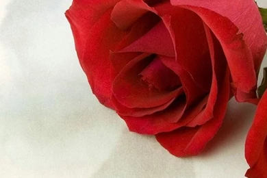 1080x1920 Rose Love Heart Flowers Wallpapers HD