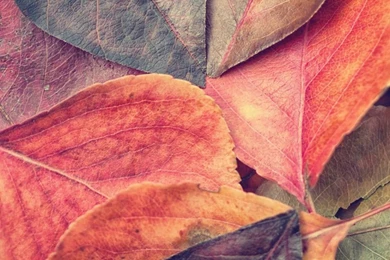 1080x1920 Love Wallpapers HD