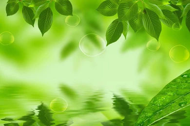 Natural Green Leaf HD Wallpapers HD Wallpapers