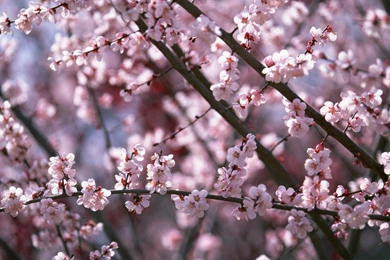 Download Wallpapers Cherry Blossom (Sakura) (1920 X 1200 Widescreen ...