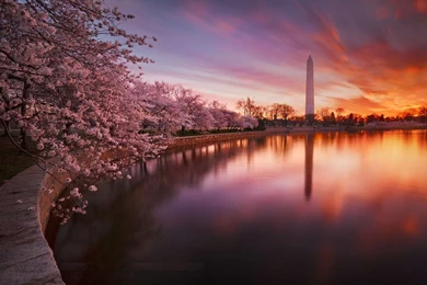 Cherry Blossom Tree Desktop Wallpapers , New Wallpapers, New ...
