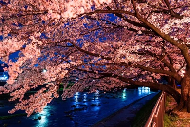 Top Cherry Blossom Desktop Background Images For Pinterest