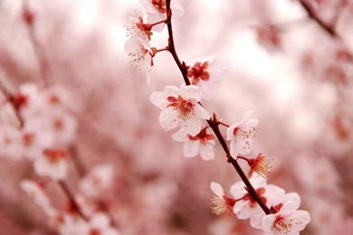 Pink Cherry Blossom Beauty Spring Desktop Wallpapers   1524572