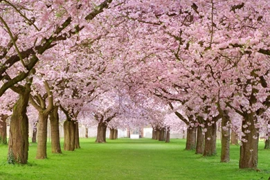 1280x1024 Cherry Blossoms Forest & Grass Desktop PC And Mac Wallpapers