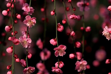 Wallpapers For Cherry Blossom Wallpapers Desktop